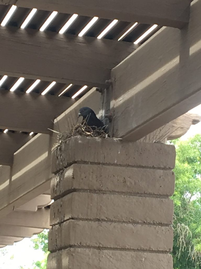 Sometimes you just can't spike away a pigeon problem. Call the Pigeonpros, we can help.