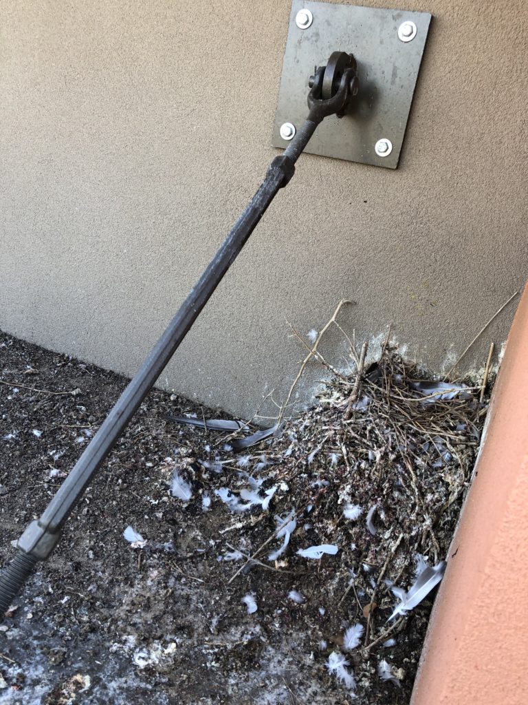 Pigeons nesting in a corner at a Taco Bell in Glendale Arizona