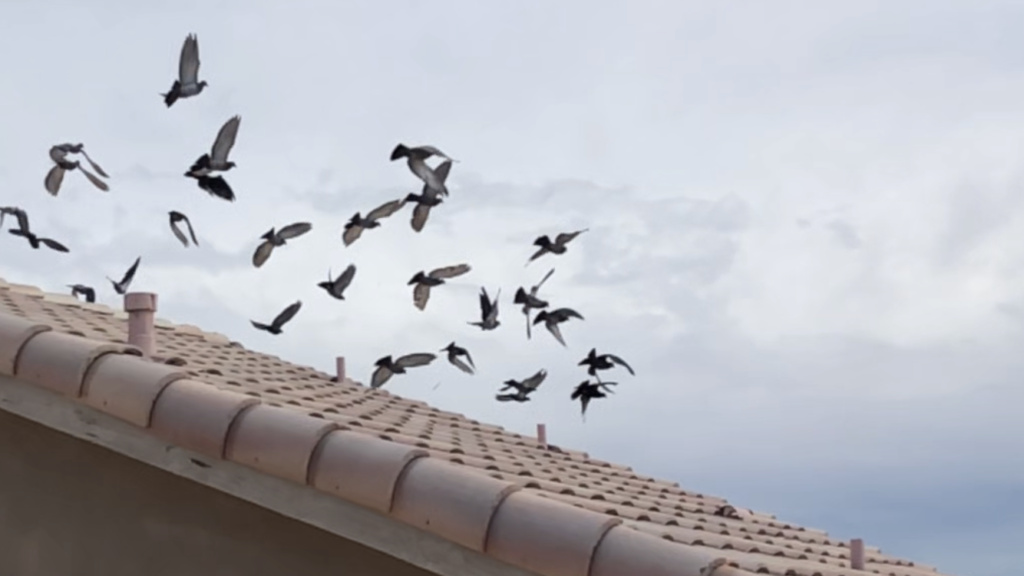 Pigeon Trapping and Removal