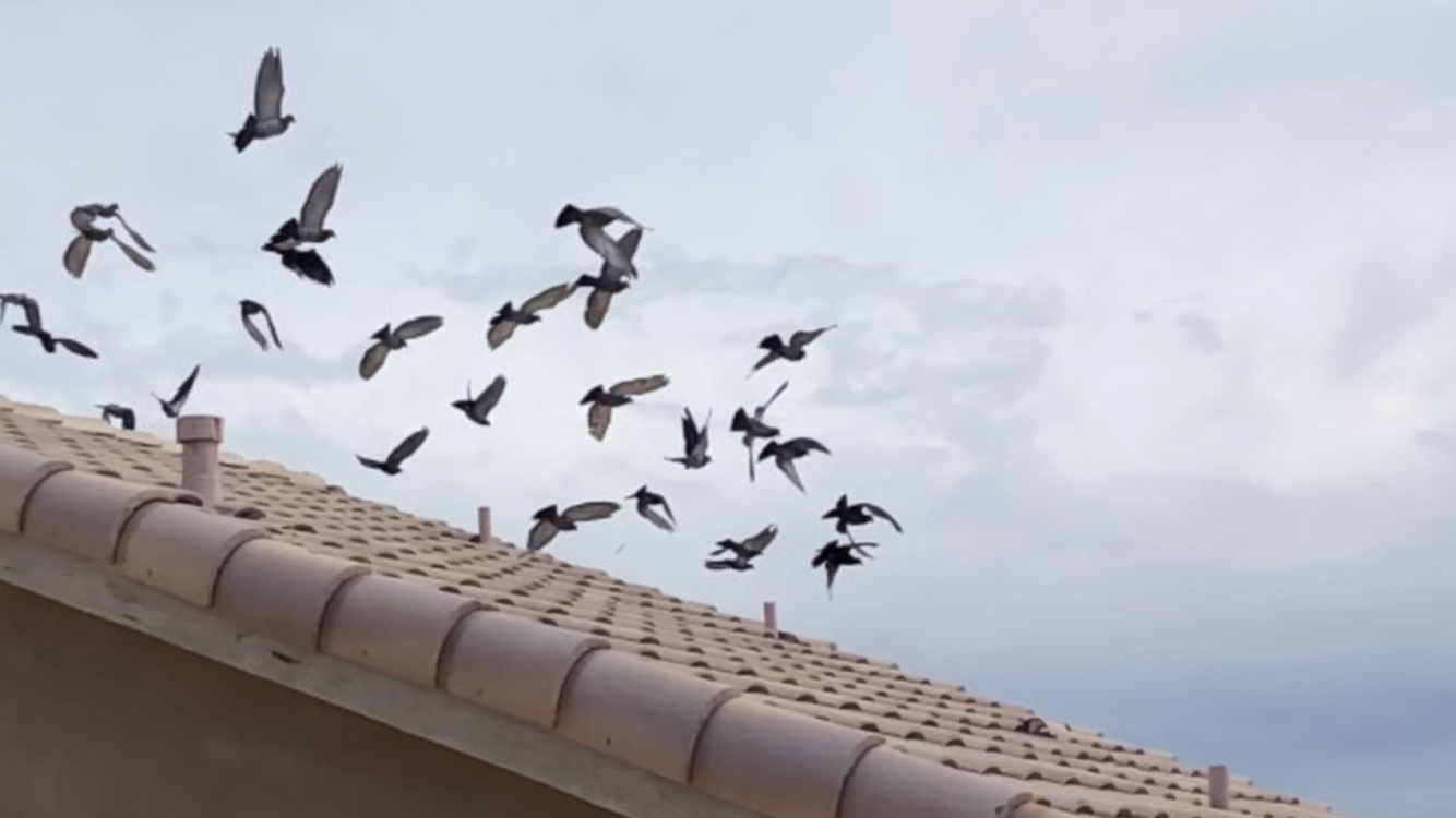 Pigeons flying above a residential home in Phoenix Arizona