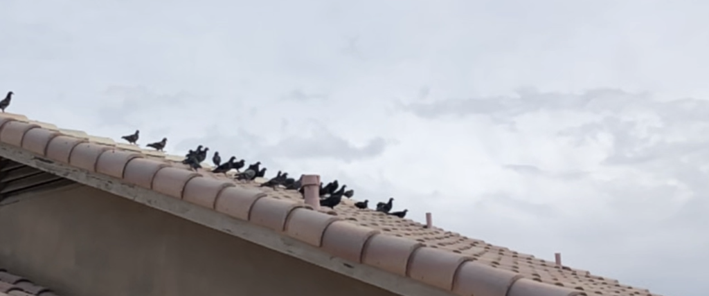 Pigeons sitting on rooftop