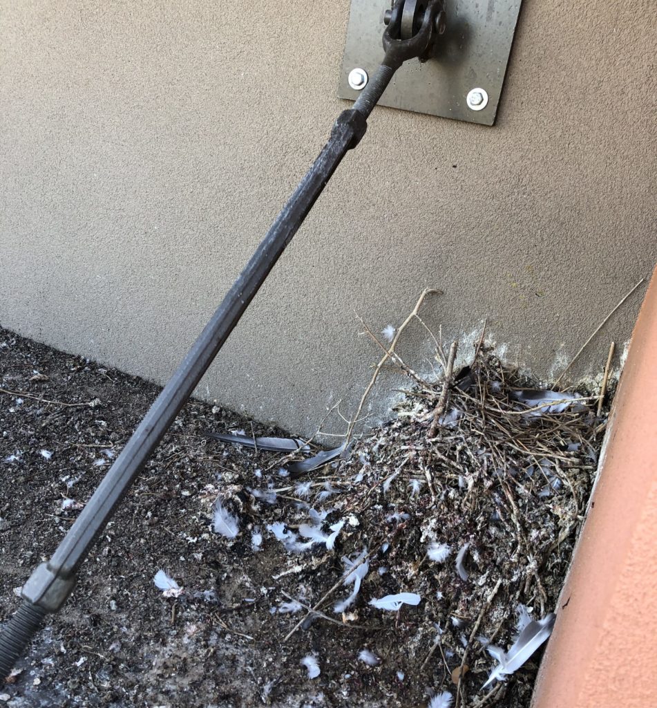 Pigeons were nesting in the corner of this shade at the Taco Bell