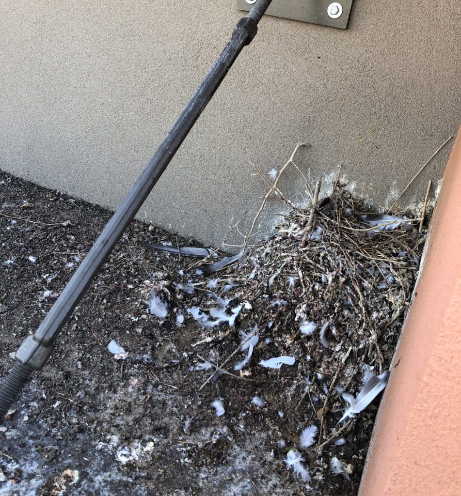 Solid sized pigeon nest at the taco bell in glendale az