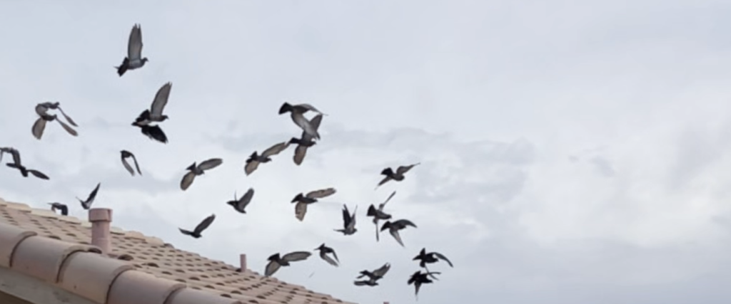 a flock of pigeons flying over home