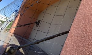 Pigeon netting at the Taco Bell in Glendale AZ