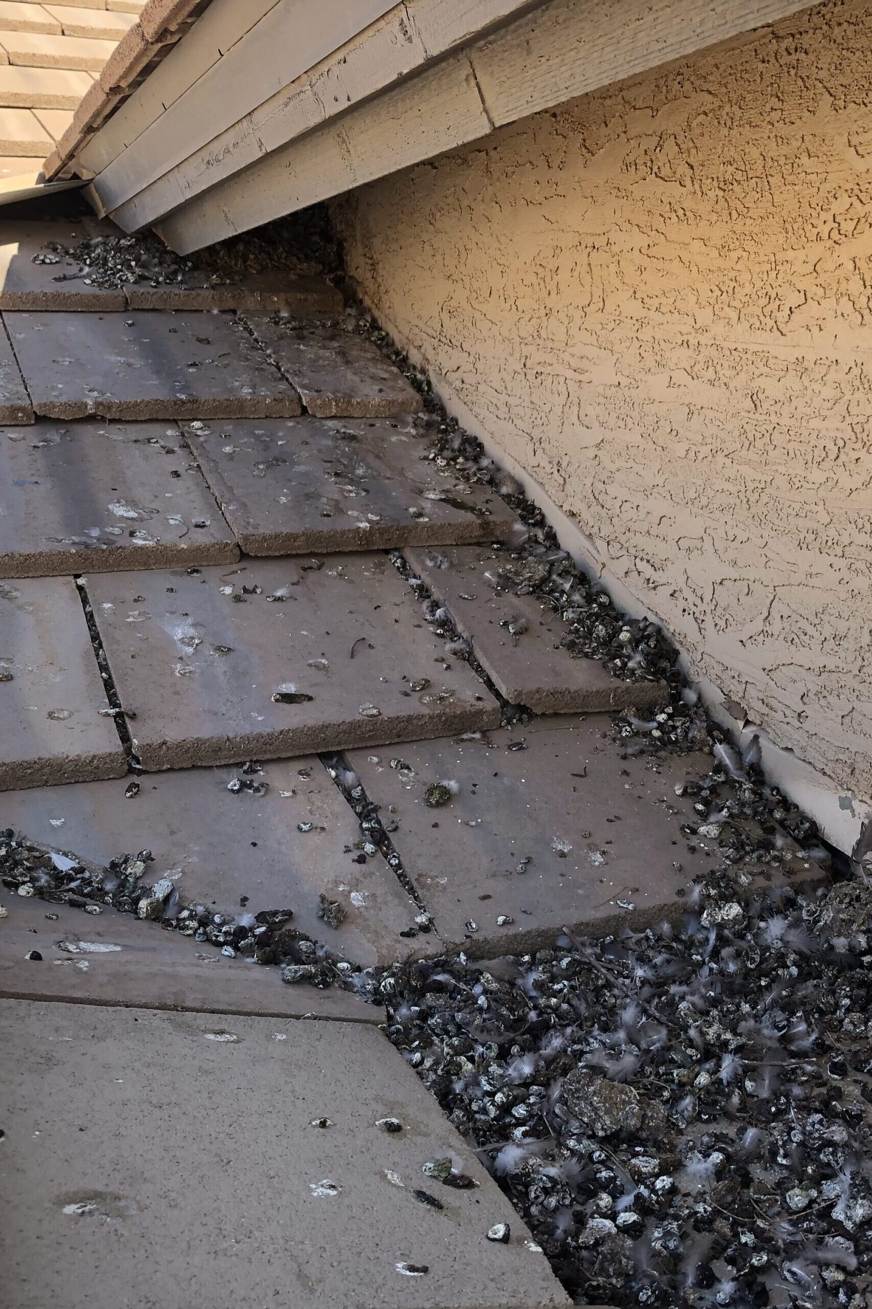 Pigeon nest on a residential rooftop