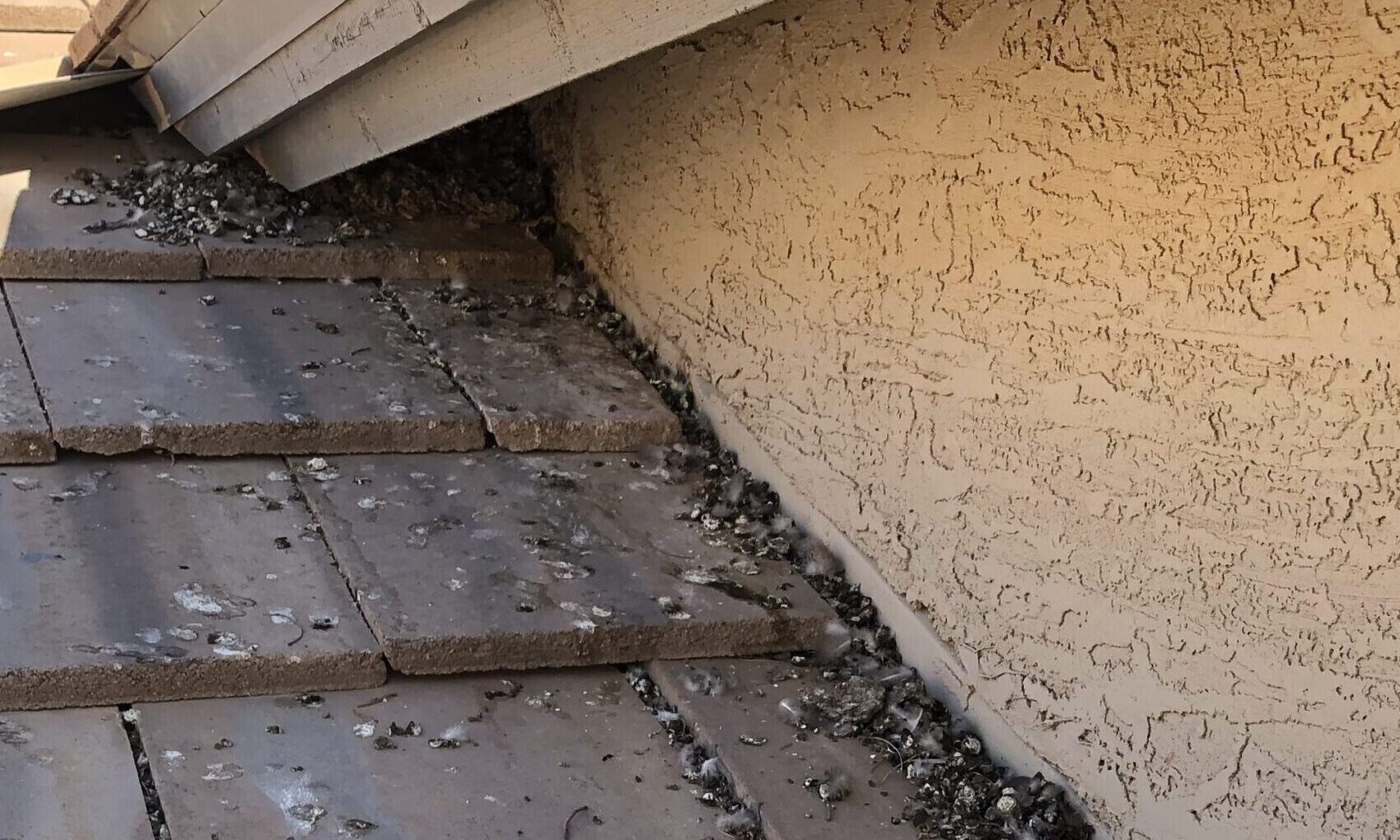 Pigeon nest on a residential rooftop