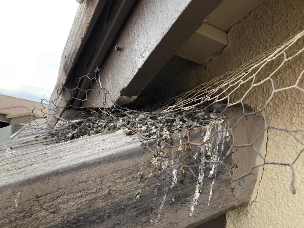 Pigeons pulled the chicken wire a homeowner put here out and continued nesting behind it.