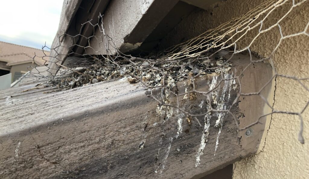 Pigeons pulled the chicken wire a homeowner put here out and continued nesting behind it.
