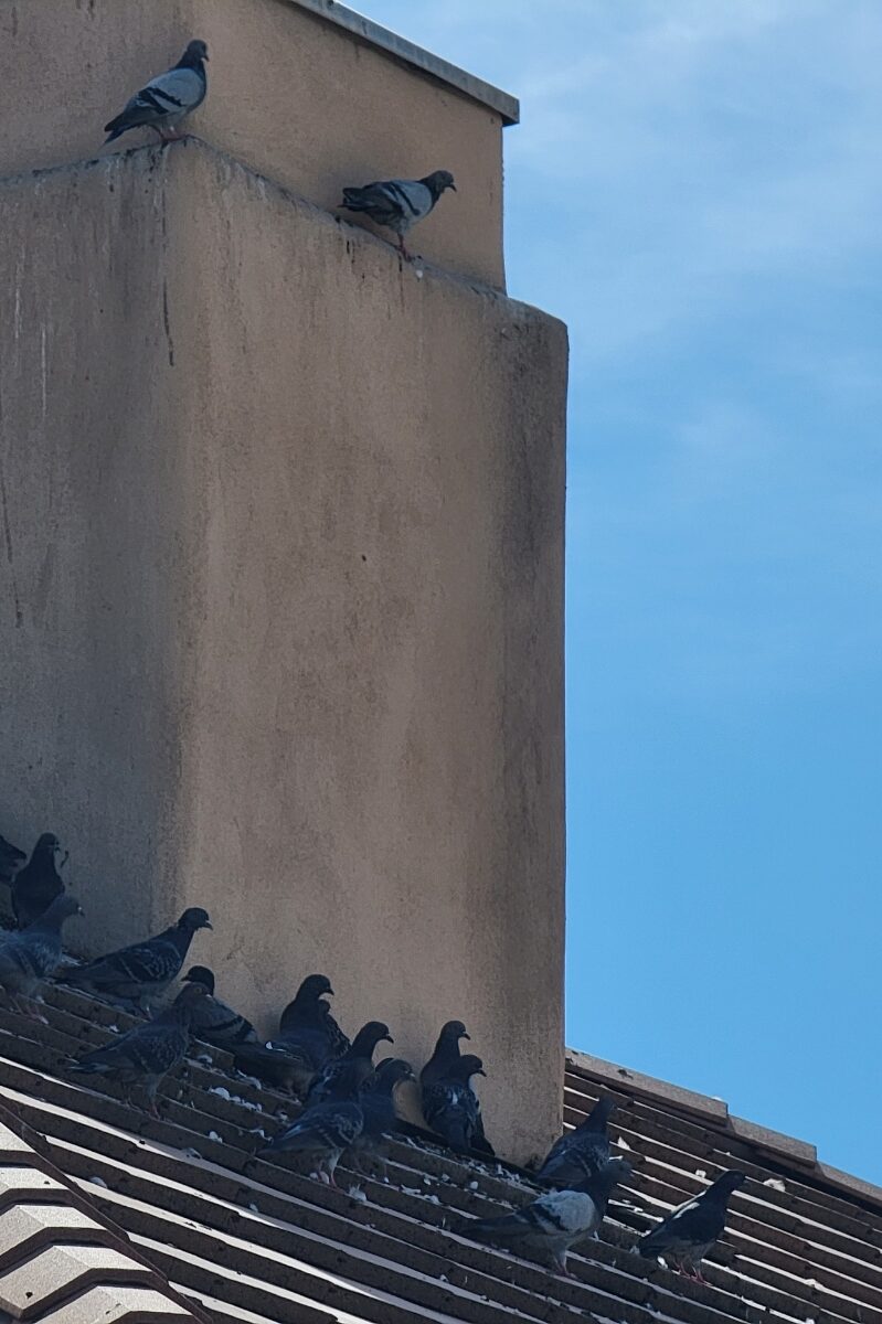 Pigeons congregating in the shade of a chimney