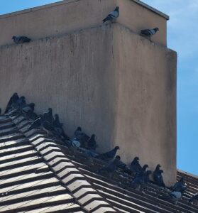 Pigeons congregating in the shade of a chimney