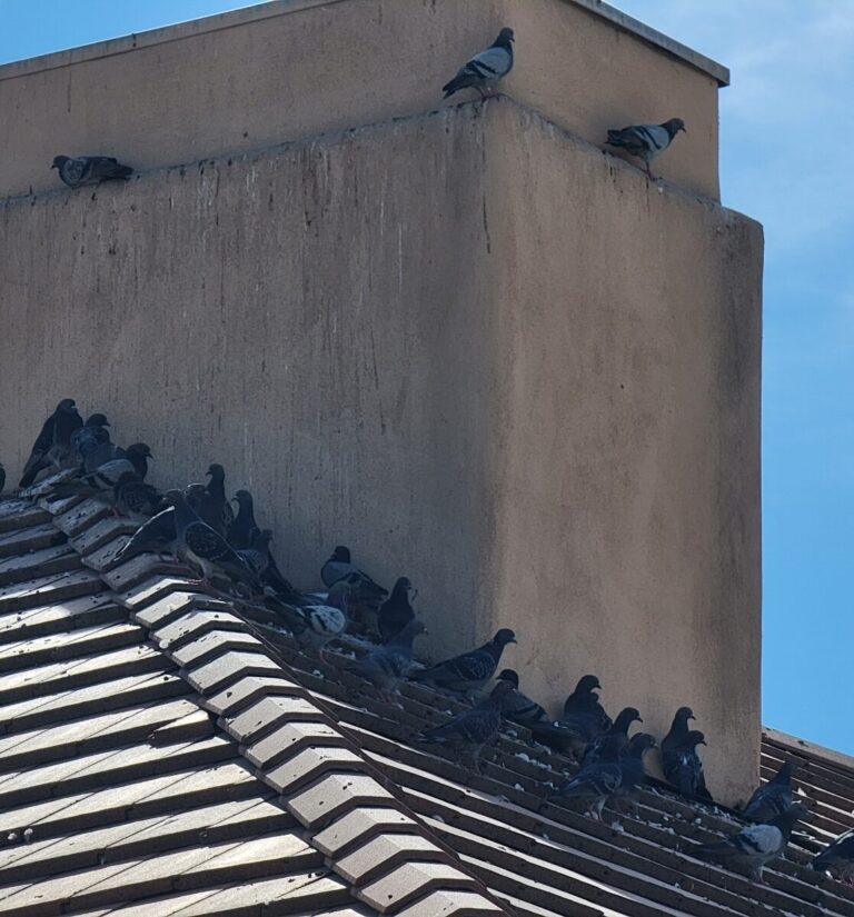 Pigeons gathering on a tile roof beside a chimney