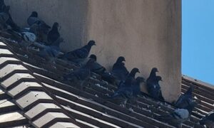 Pigeons congregating in the shade of a chimney