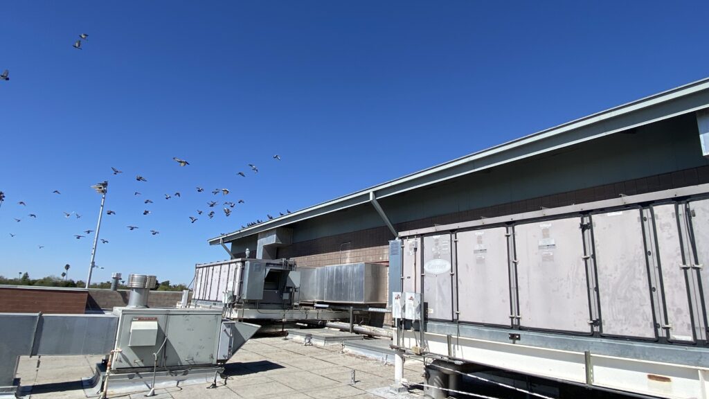 Pigeon control in buckeye, AZ commerical