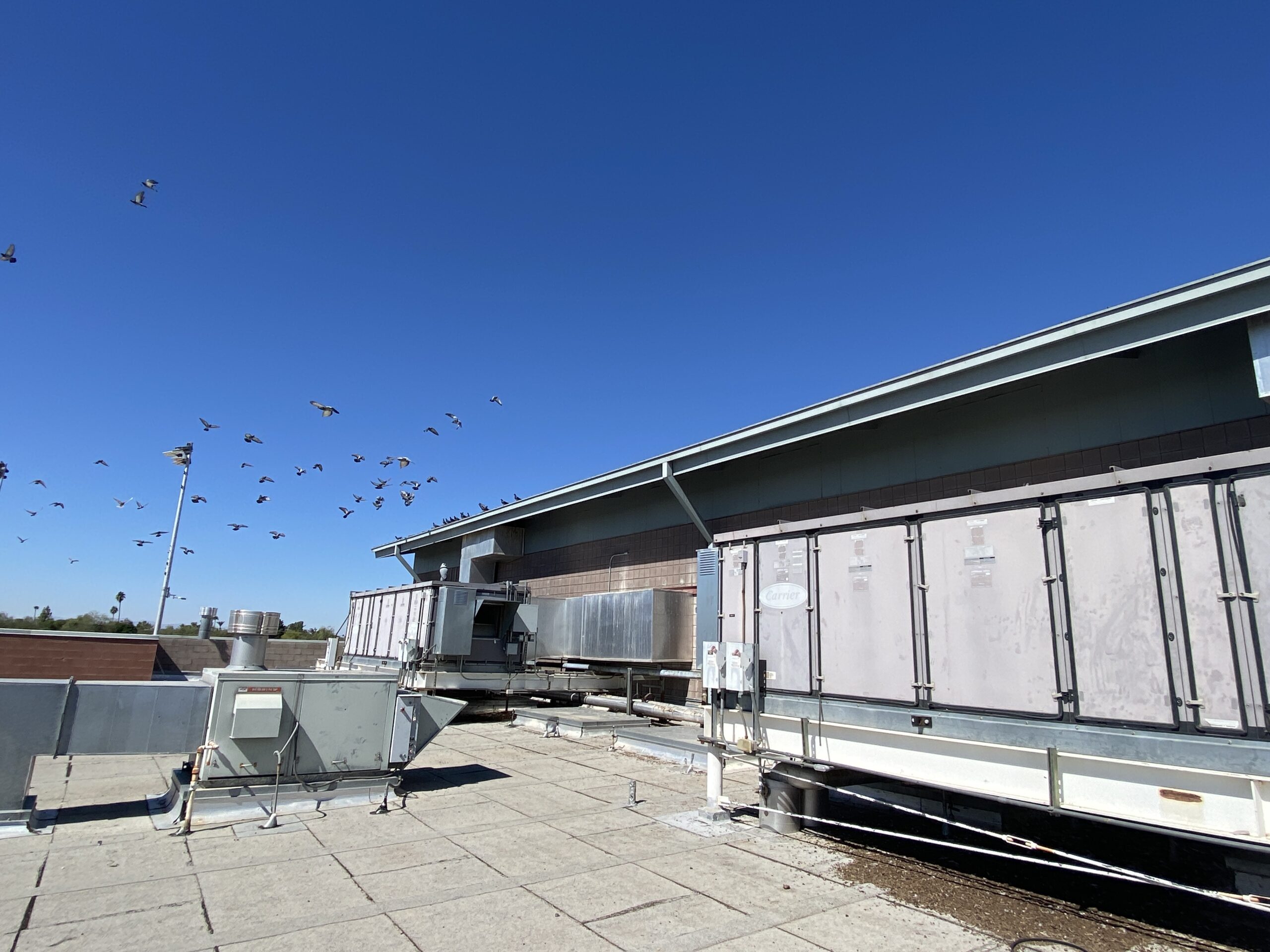 Pigeons leave the roof of a commercial building in Phoenix AZ