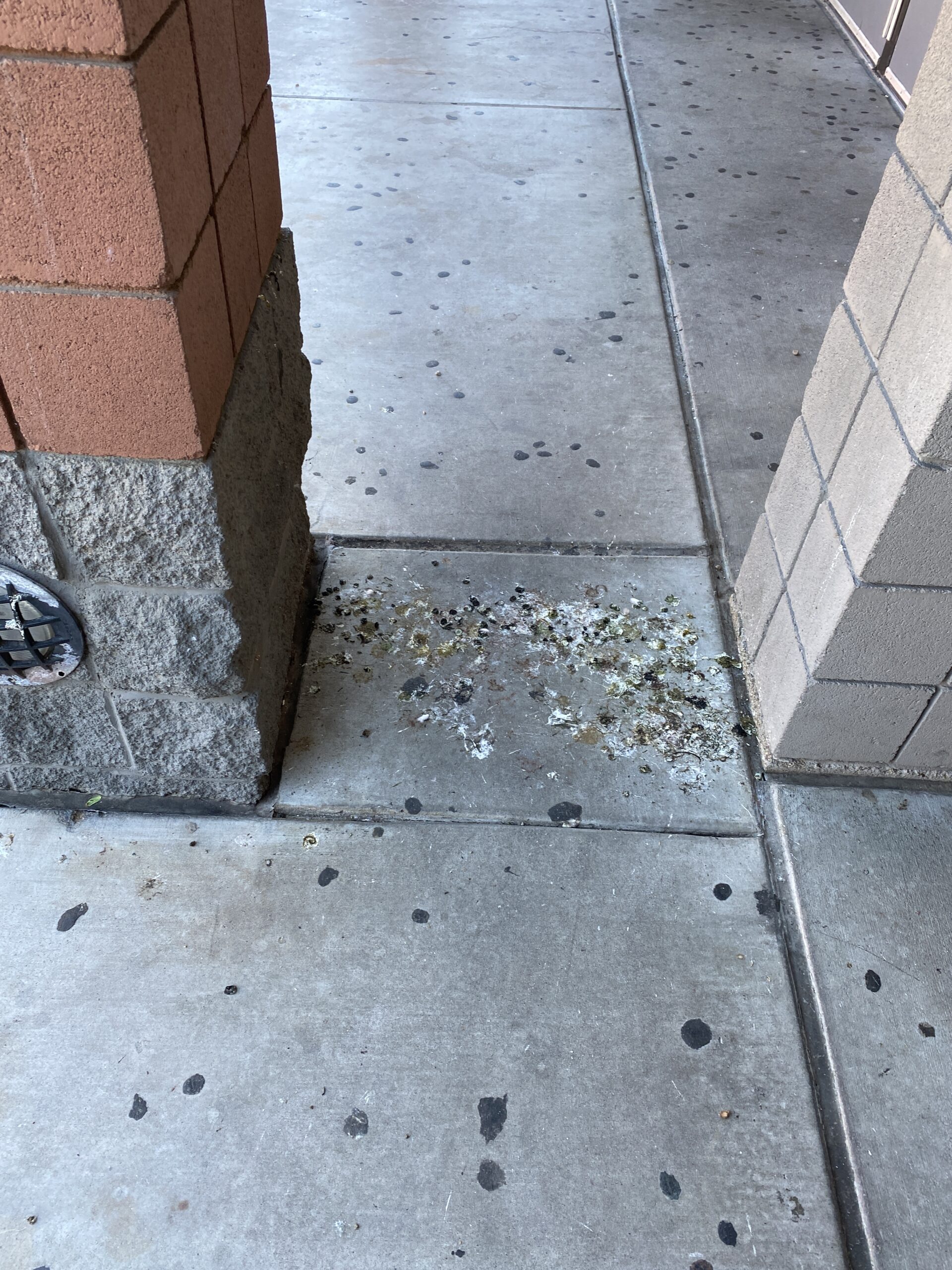 Pigeon droppings at a local high school in AZ