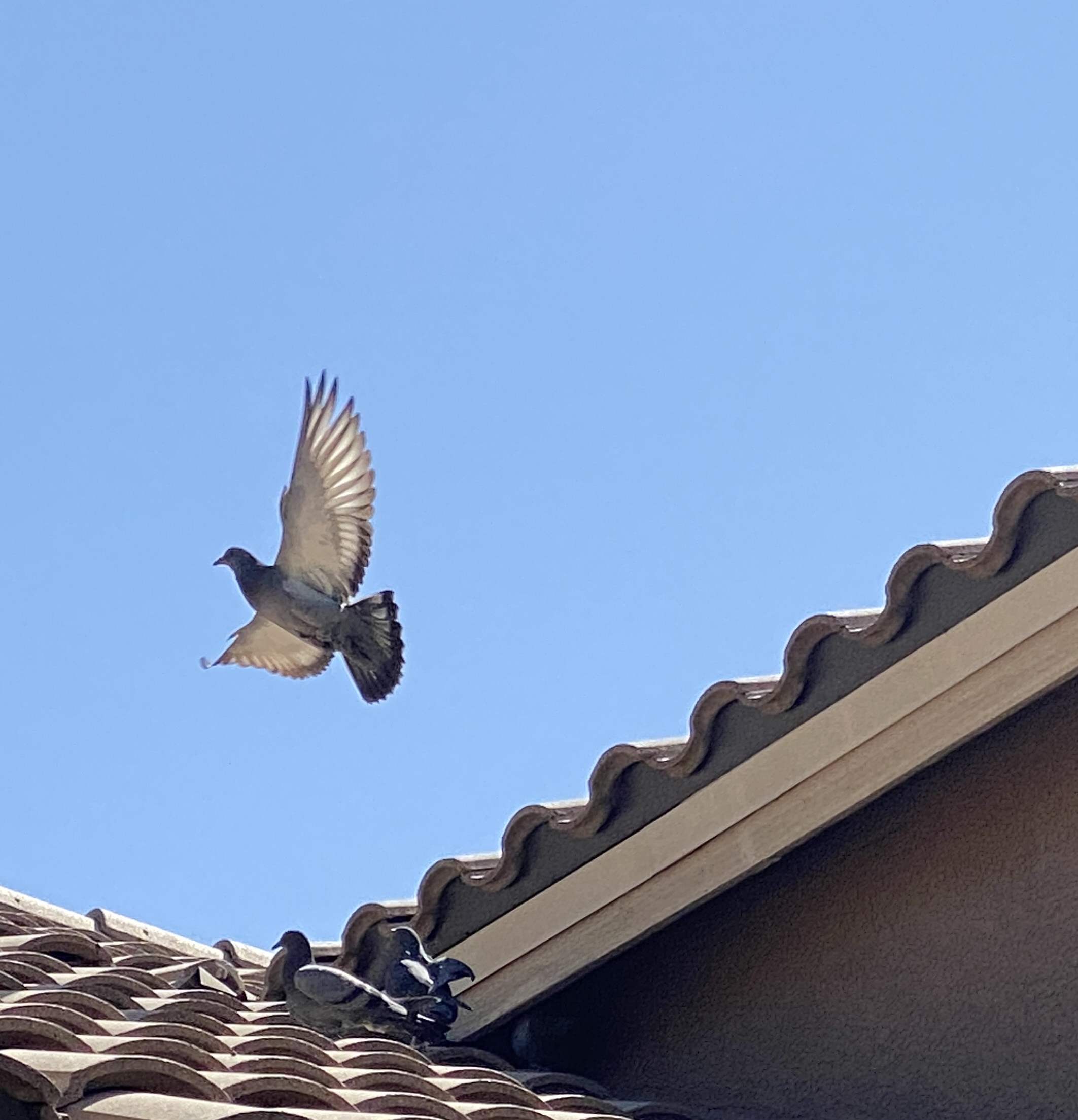 A pigeon takes off in Mesa AZ