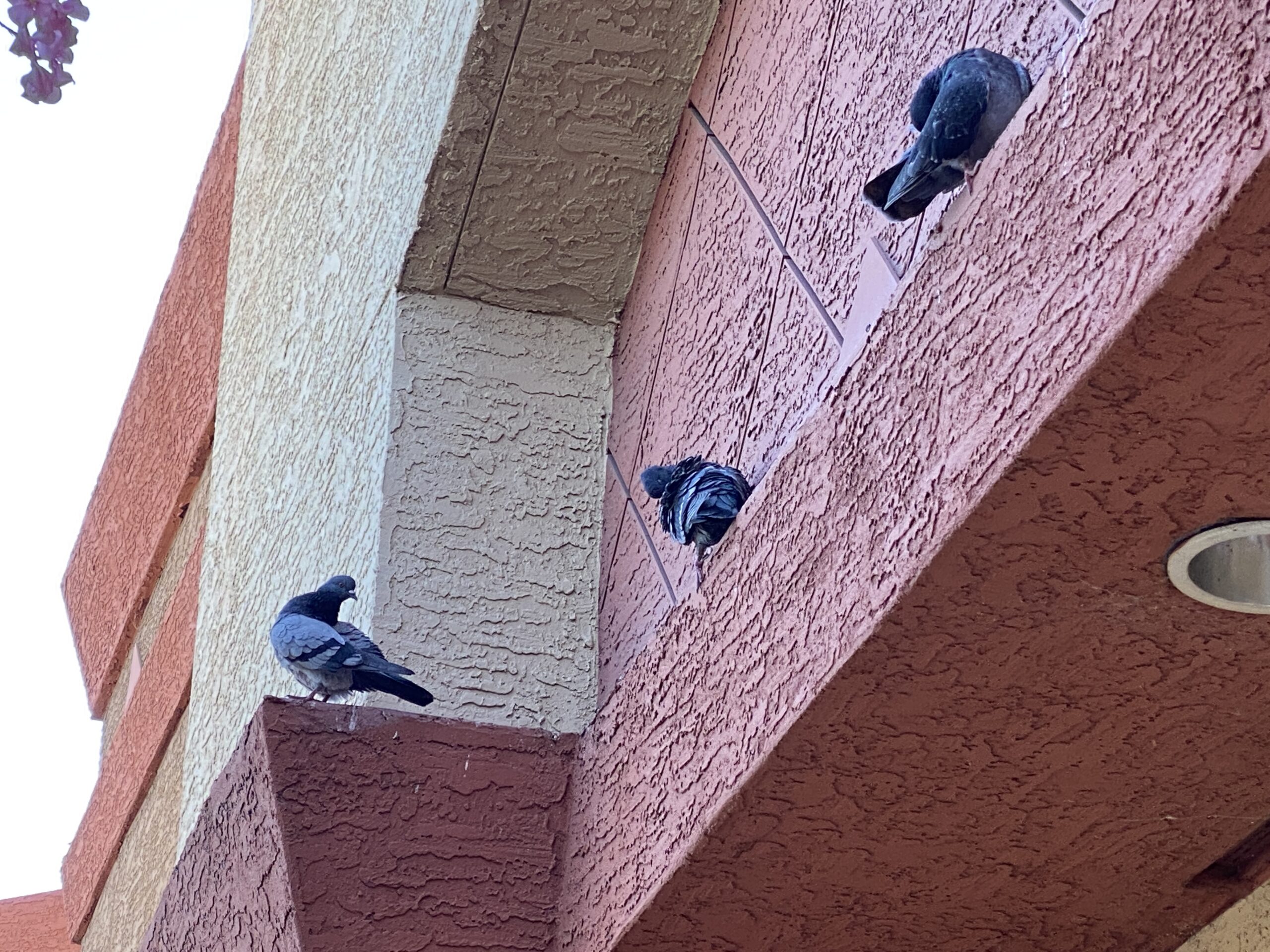 Check out these pigeons sitting in the shade at the Frys Grocery story in Peoria AZ