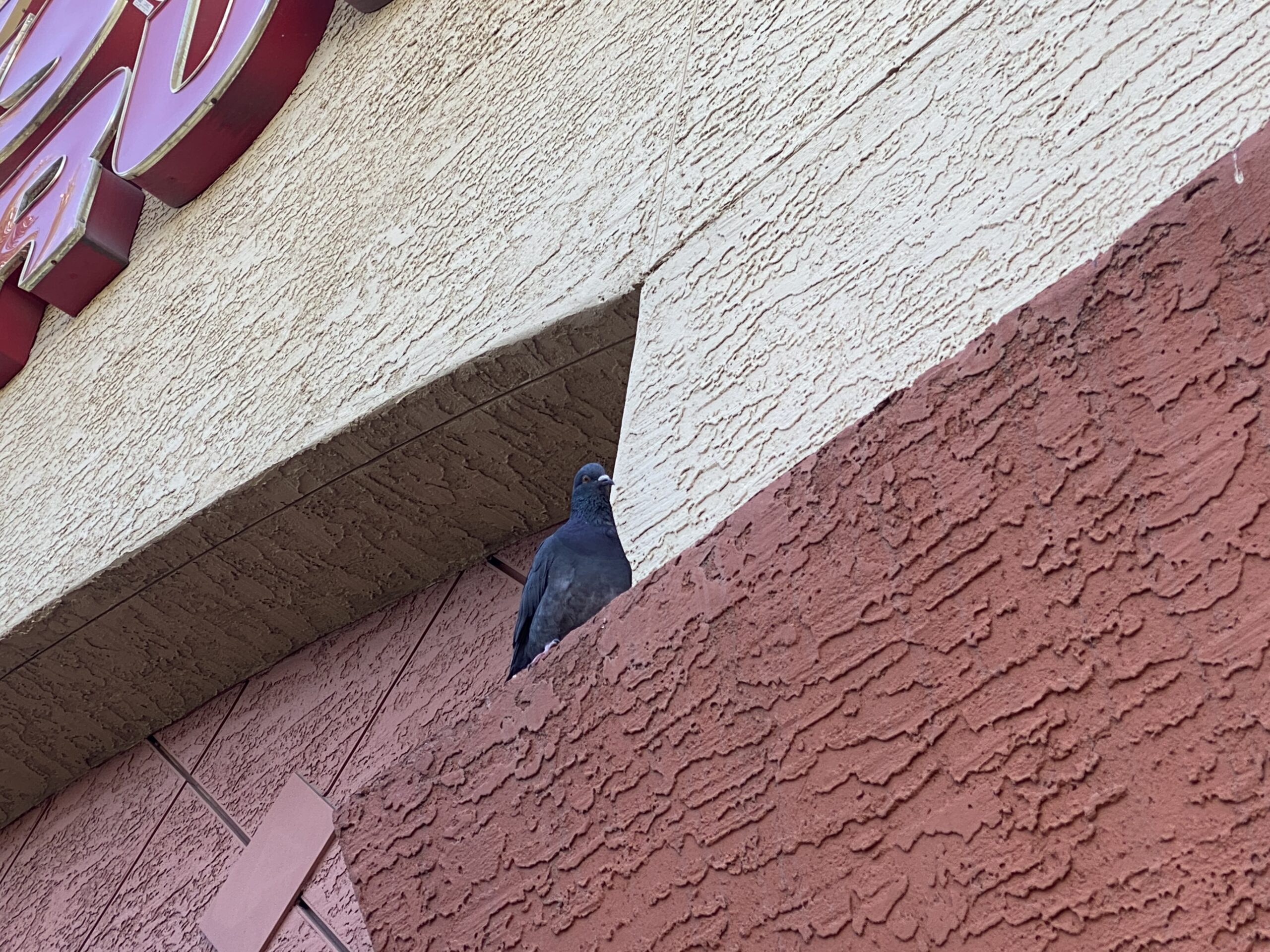 This pigeon sits on a ledge at a grocery store in Arizona