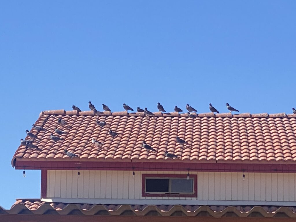 resident pigeon control in buckeye.