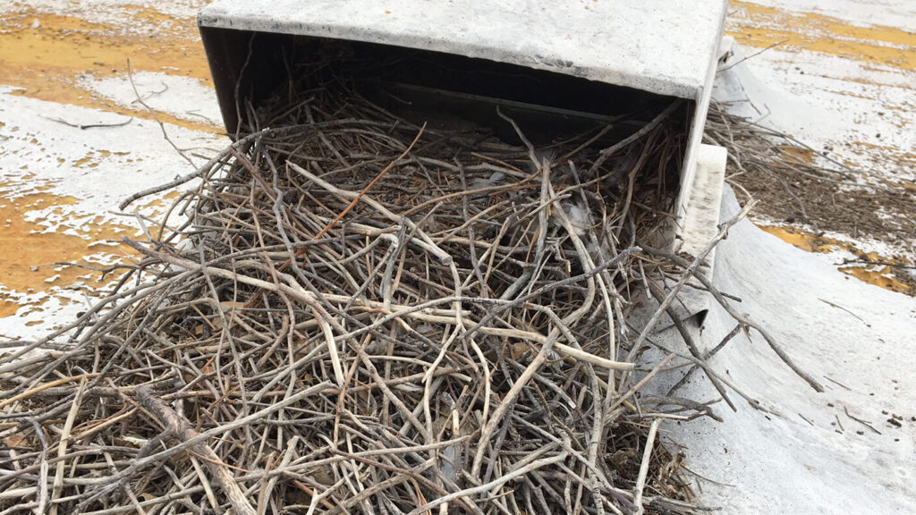 Pigeons piled up an incredible amount of sticks here in this pigeon nest. Image courtesy of Pigeonpros in Phoenix AZ