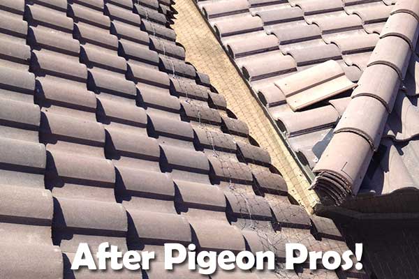 After Pigeonpros