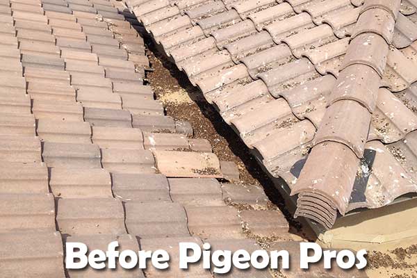 before Pigeonpros 