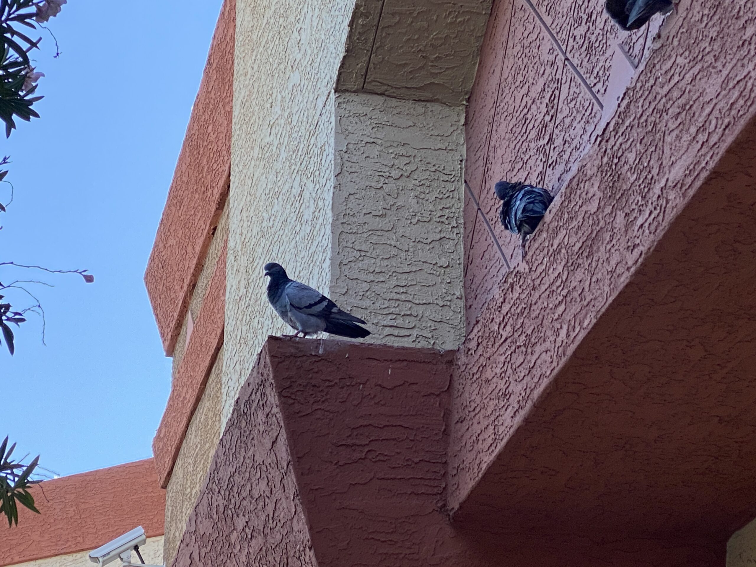 Pigeons resting on a ledge in phoenix metro az courtesy Pigeonpros