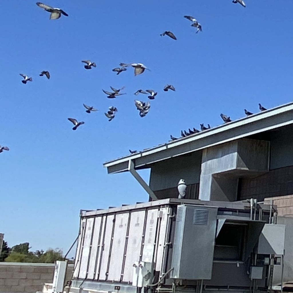 pigeons fly away from a commercial building