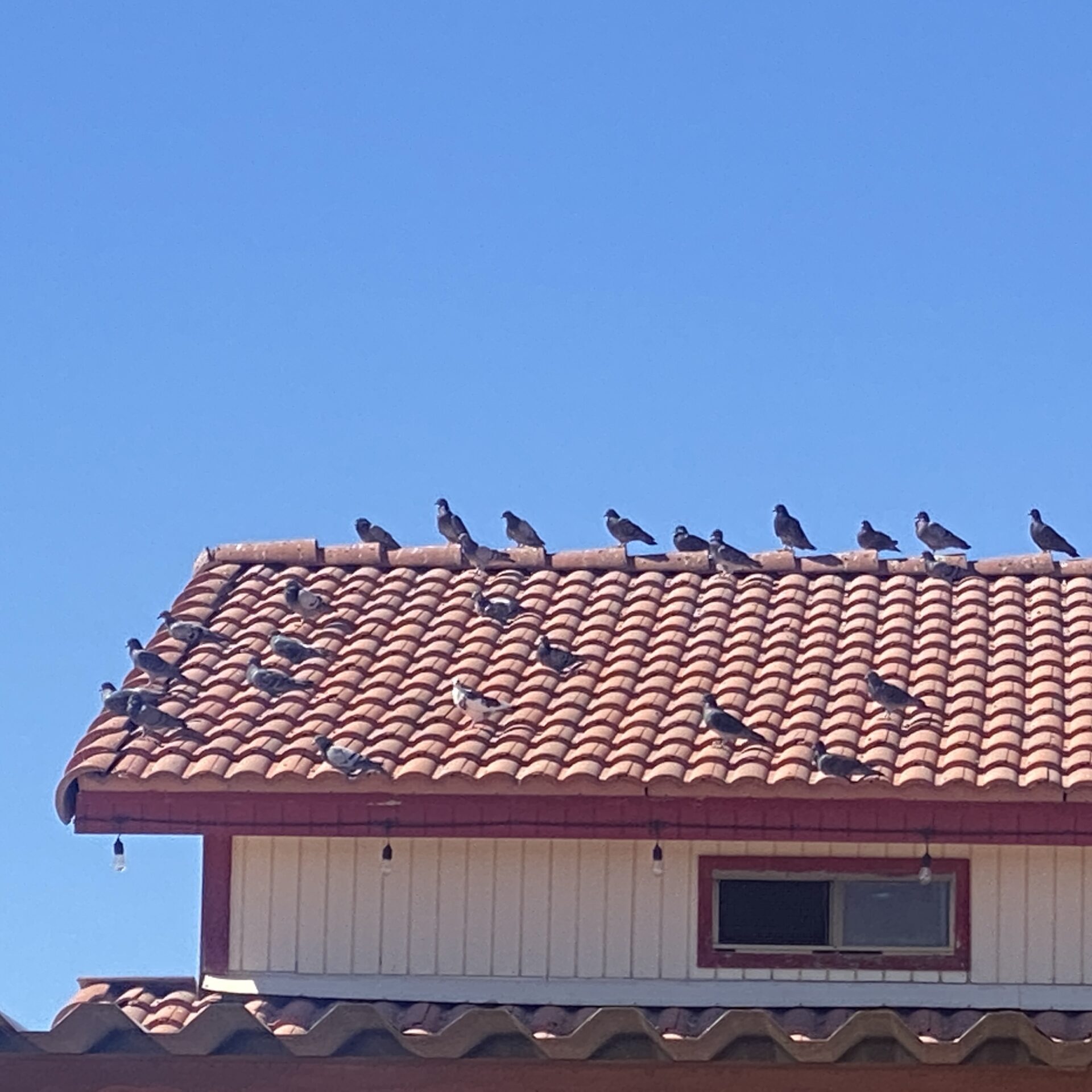 Pigeons Loaf on the roof of this barn in Mesa Arizona courtesy of Pigeon Pros in Phoenix az