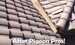 After Pigeonpros