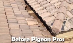 before Pigeonpros