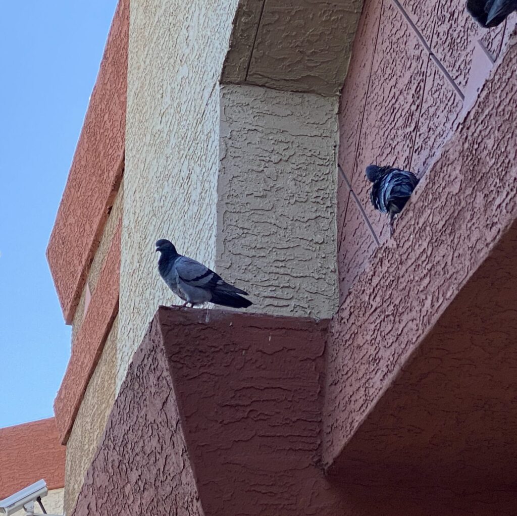 Pigeons resting on a ledge in phoenix metro az courtesy Pigeonpros