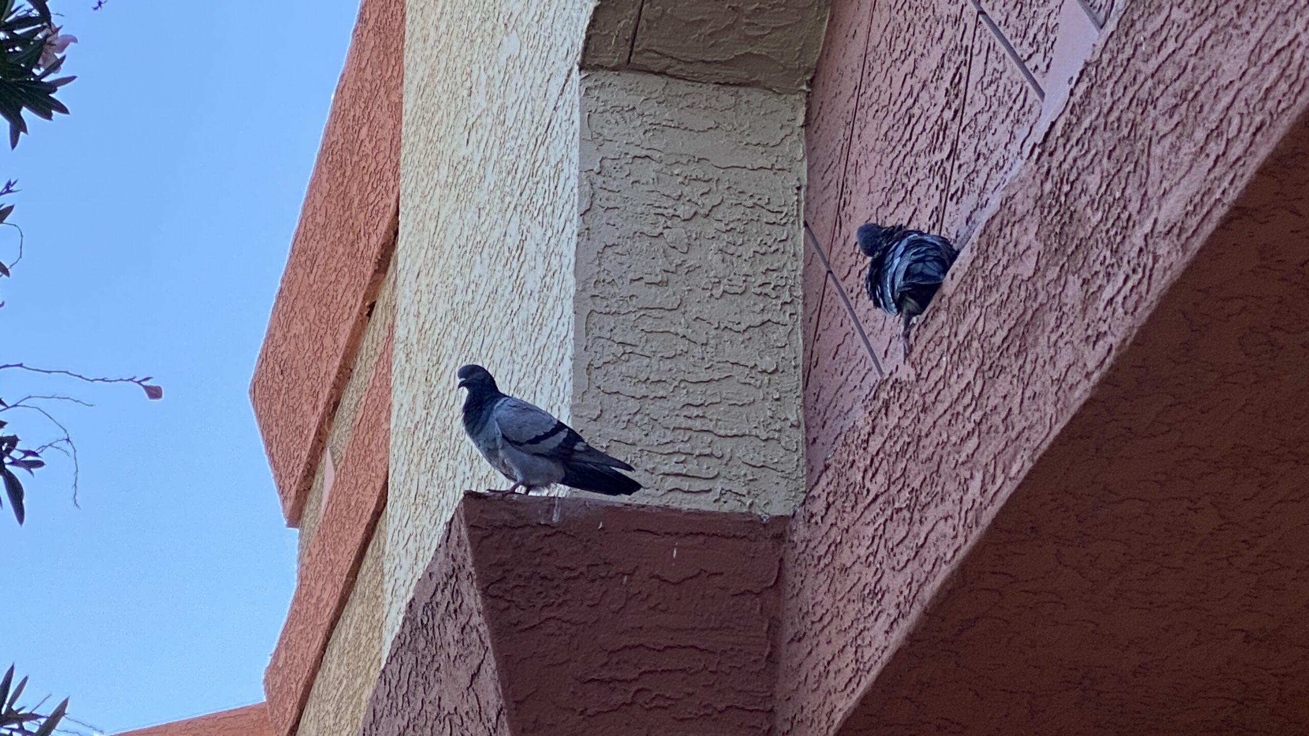 Pigeons resting on a ledge in phoenix metro az courtesy Pigeonpros