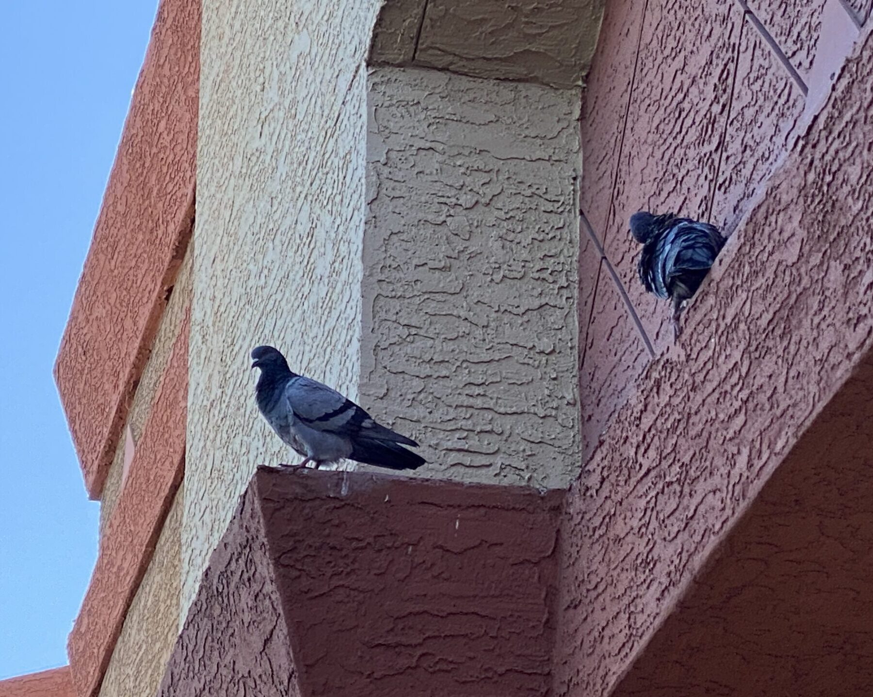 Pigeons resting on a ledge in phoenix metro az courtesy Pigeonpros