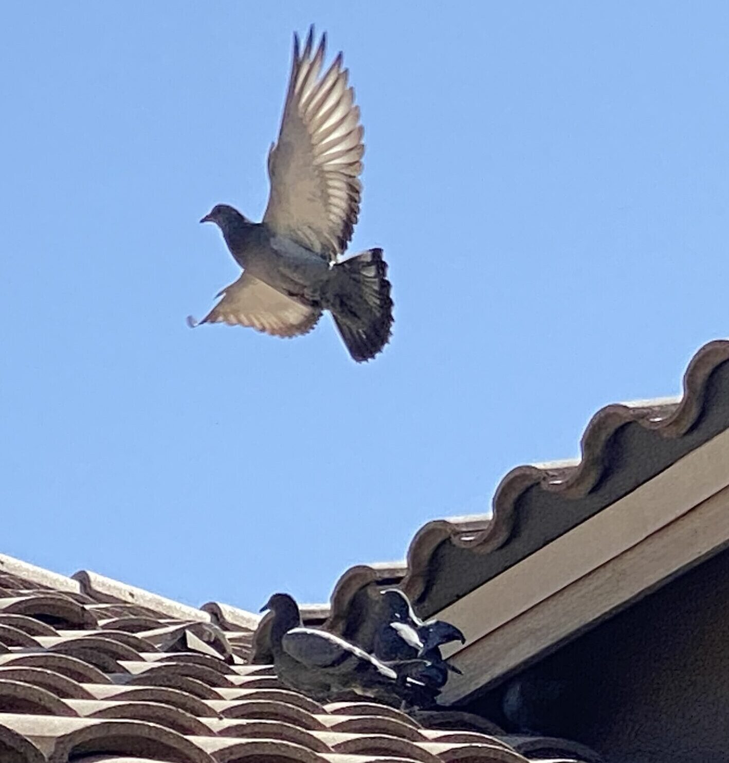 A pigeon takes off in Mesa AZ