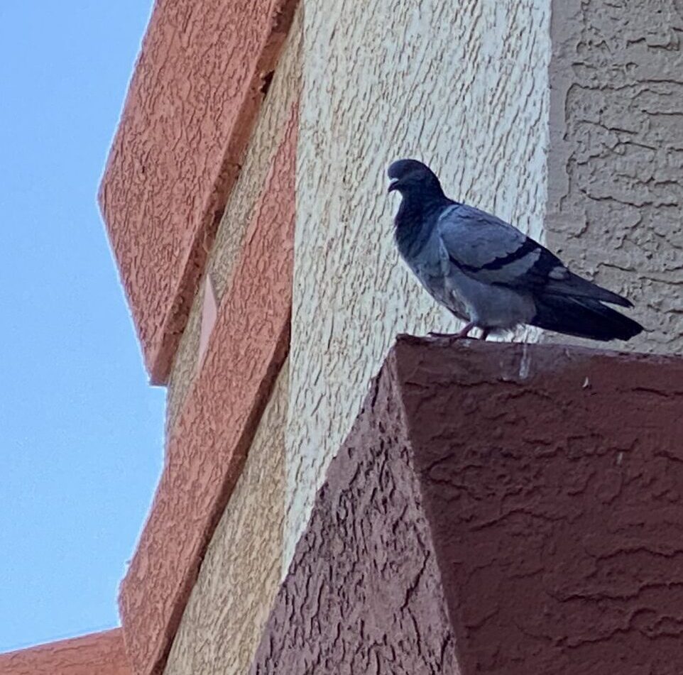 Pigeons resting on a ledge in phoenix metro az courtesy Pigeon Pros