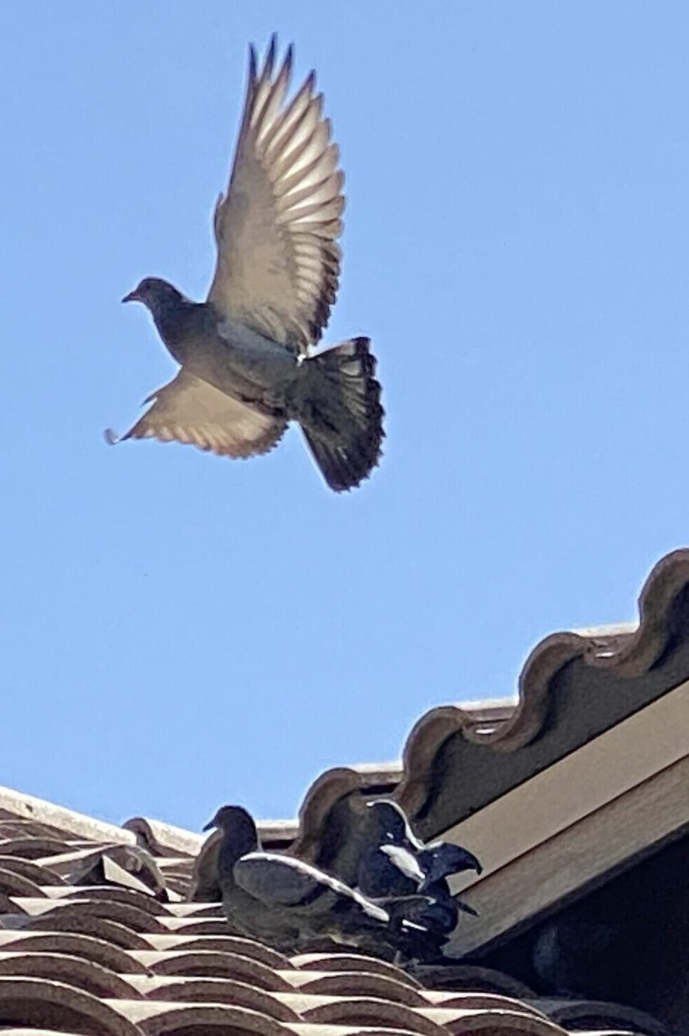 A pigeon takes off in Mesa AZ