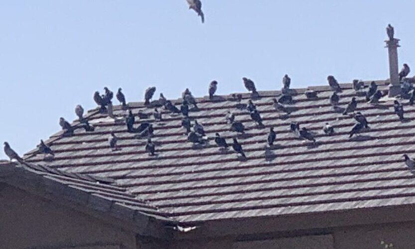 Pigeons congregate on a rooftop