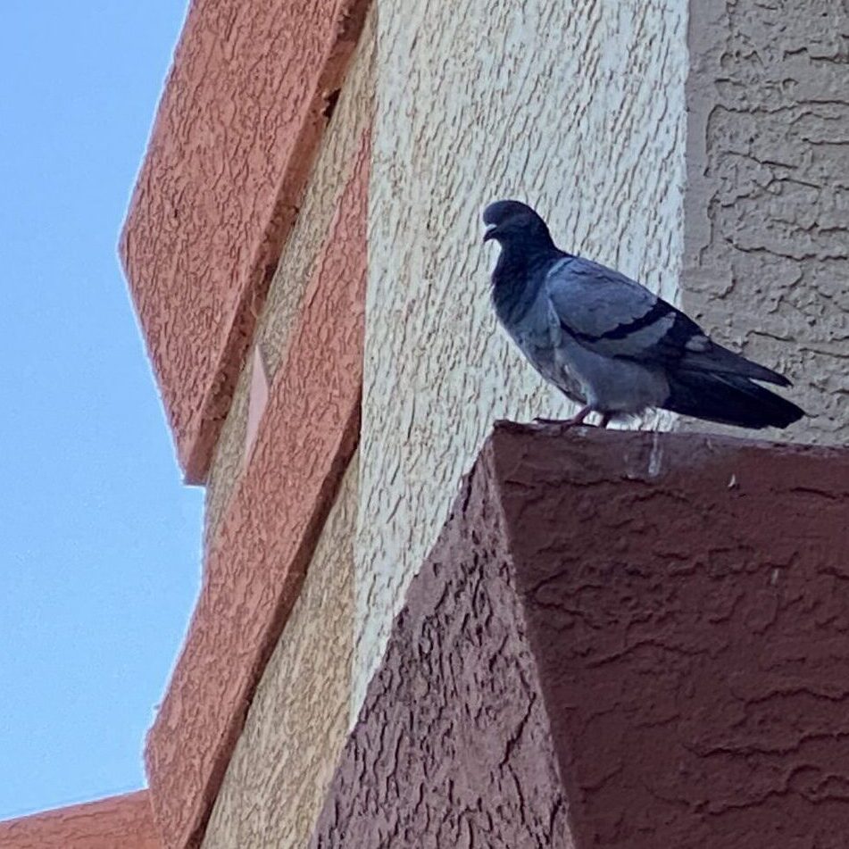 Pigeons rest on a shady ledge in Phoenix metro AZ Pigeons resting on a ledge in phoenix metro az courtesy Pigeonpros