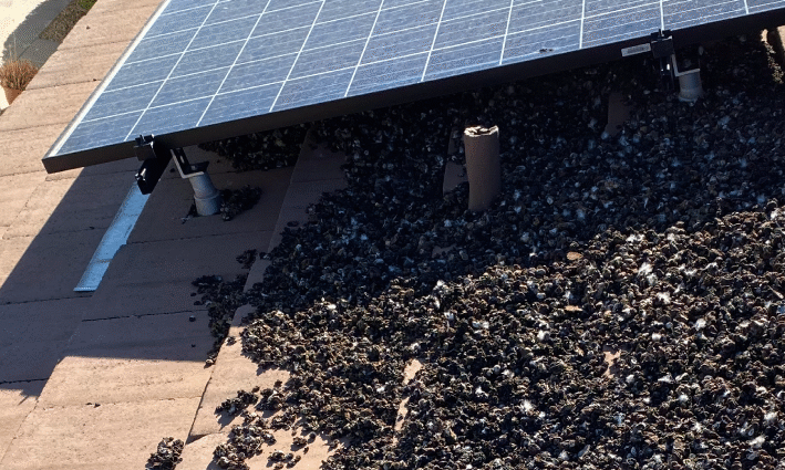 Very dirty solar panels need pigeon proofing by the Pigeonpros