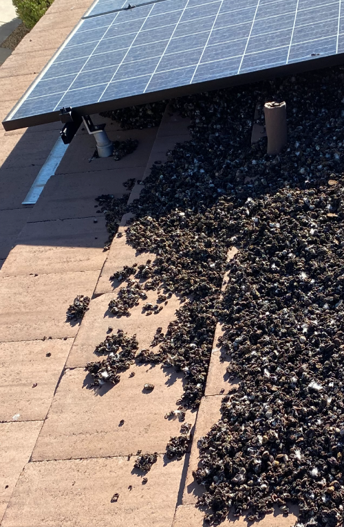cropped-cropped-cropped-dirty-solar-panels-cropped.png Very dirty solar panels need pigeon proofing by the Pigeonpros