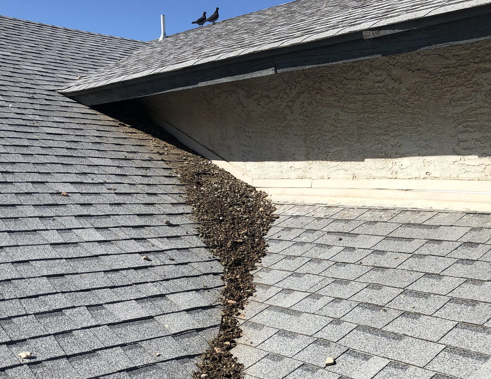 Your pigeon problem picture courtesy of Pigeonpros Phoenix AZ
