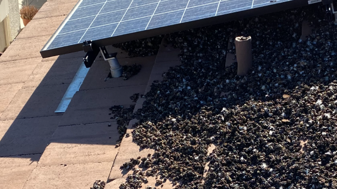 Very dirty solar panels need pigeon proofing by the Pigeonpros