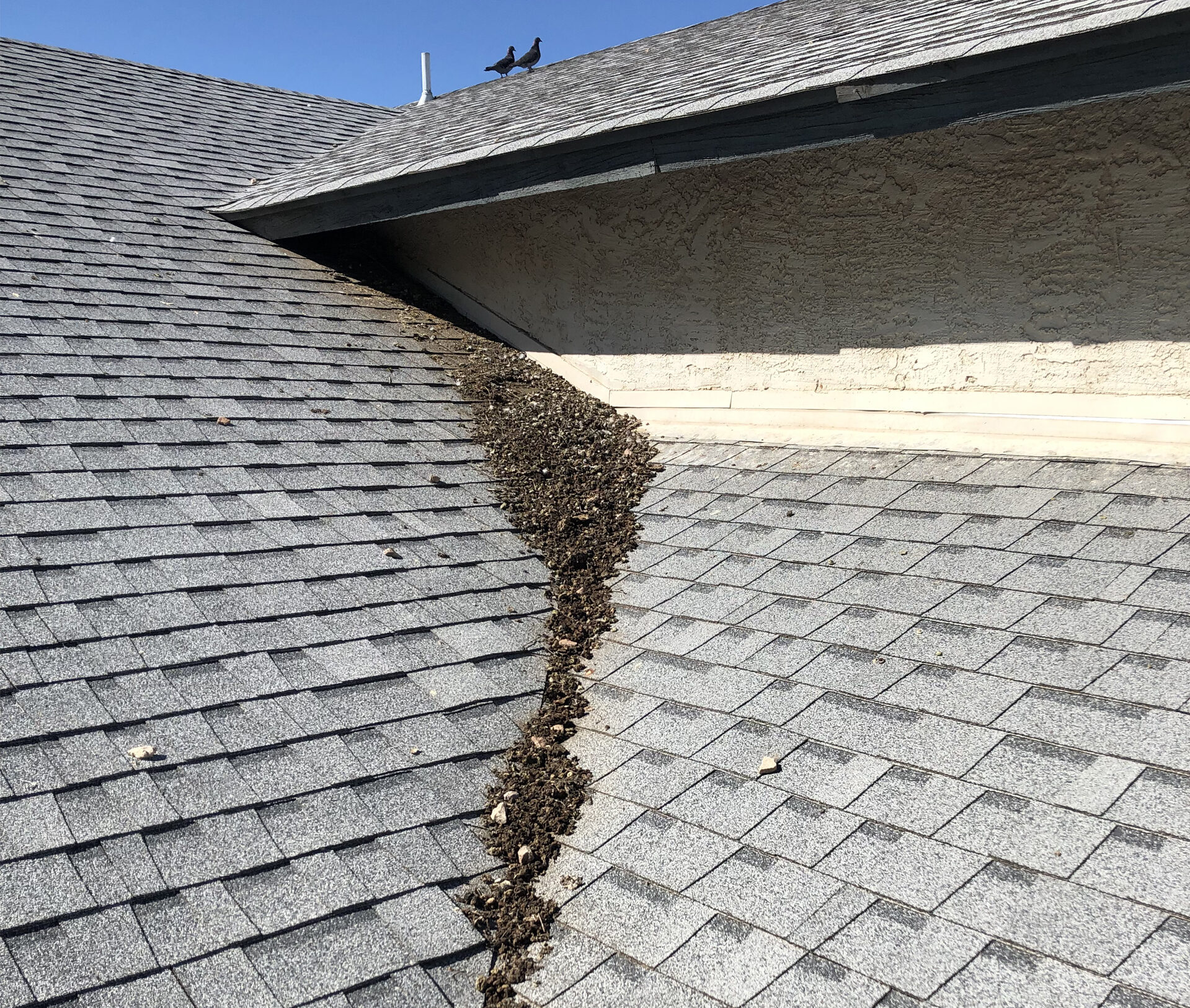 Your pigeon problem picture courtesy of Pigeon Pros Phoenix AZ
