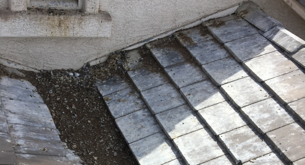 Pigeon nests like this will cause your roof to leak courtesy Pigeonpros Phoenix AZ