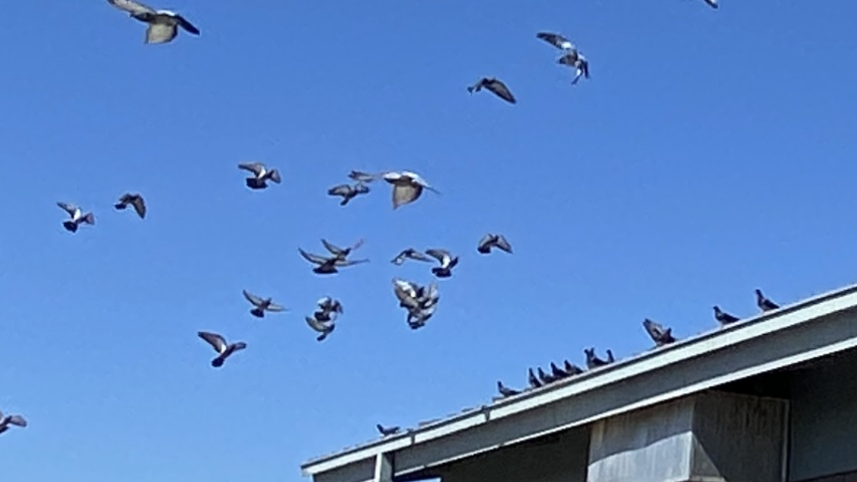 pigeons fly away from a commercial building 