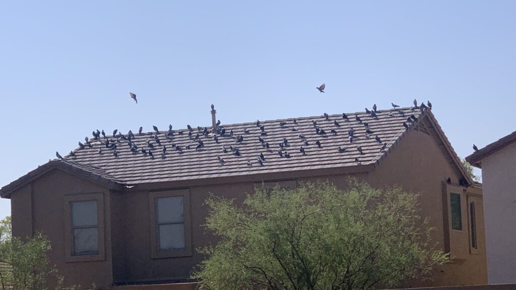 Pigeons congregate on a rooftop