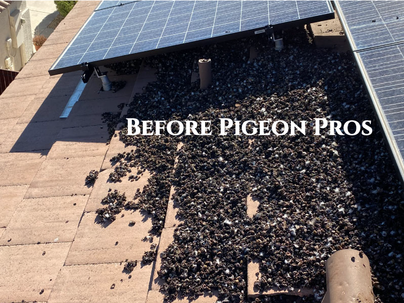 Your solar panels before pigeon pros