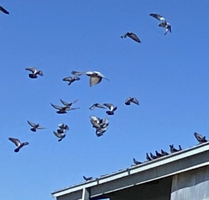 99F1E0CB-BC29-4B88-A832-DD829AD610B8 pigeons fly away from a commercial building